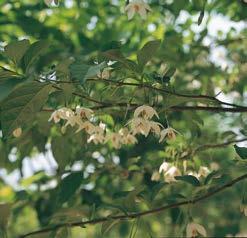 STYPHNOLOBIUM fam. Leguminosae japonica Pendula Bovenveredelde treurvorm, decoratief. Kroon met korte, bochtige en afstaande gesteltakken.