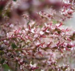 Bloeit zeer rijkelijk met lichtroze kleine bloemen. Bloeitijd april-mei. Blad klein ovaal van 1-4 mm. Zeer geschikt voor de kleine tuinen. gallica Vormt een ronde tot waaiervormige kruin.