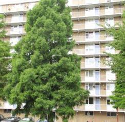 Dunne, heldergroene naalden die in tegenstelling tot de Metasequoia niet tegenover elkaar staan. Bruinrode herfstkleur. In Nederland een fraaie solitairboom in parken en buitenplaatsen.