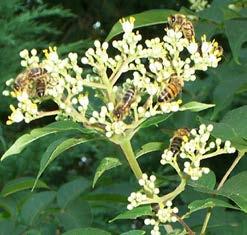 TETRADIUM fam. Rutaceae Bijenboom Een geslacht dat 9 soorten telt.