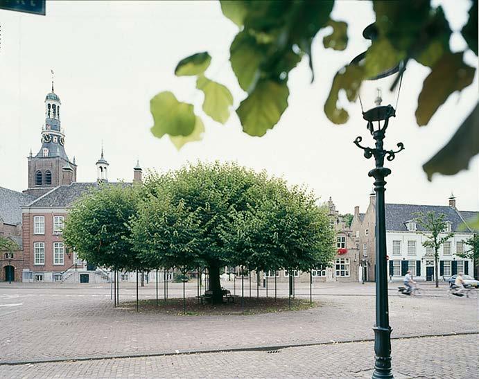 Vrij groot, glanzend groen blad. Door het matige formaat een zeer goede laan- en straatboom, op plaatsen waar de soort te breed en te hoog is.