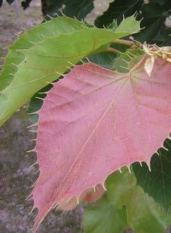 Frisgroene, matte bladeren van normale vorm, als de soort. Levert in rijverband een uniforme laan.