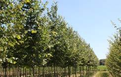 De Tilia mongolica Buda is een erg sierlijk groeiende linde. Deze boom vormt een piramidale kroon met sierlijke dunne afhangende bruinrode twijgen.