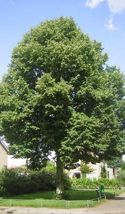 Laanboom voor brede groenbermen en buitenbeplantingen. platyphyllos Örebro Een in Zweden geselecteerde boom, die in de jeugd zeer smal-piramidaal groeit door vrij steil opgaande takken.