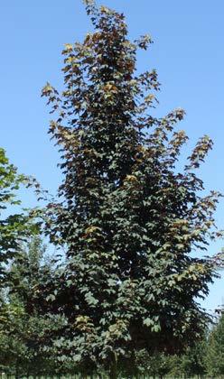 ACER pseudoplatanus Atropurpureum (syn. Acer pseudoplatanus Spaethii ) Sterk groeiende boom tot 20 m hoog. Kroon breedkegelvormig.