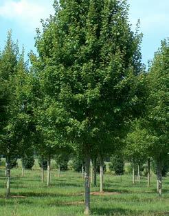 ACER rubrum Brandywine (Acer rubrum October Glory X Acer rubrum Autumn Flame ) Een nieuwe Amerikaanse introductie met prachtige herfstverkleuring, van rood naar purperrood, over een lange periode van