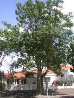De hemelboom komt laat in het blad. Half of eind mei is geen uitzondering. De hemelboom heeft samengestelde bladeren van 30-60 cm lang. Er zijn vijf tot tweeëntwintig paar deelblaadjes.
