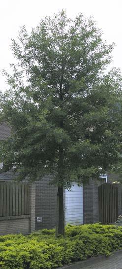 ALNUS fam. Betulaceae glutinosa Laciniata Snel groeiende, stevig opgaande boom, 15-20 m hoog, met iets hangende takken. Bladeren minder diep ingesneden dan bij de vorm Imperialis.