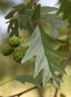 glutinosa Pyramidalis Groeit uit tot een tamelijk forse boom met recht opgaande takken. Daardoor aanmerkelijk smaller en regelmatiger van kroonvorm dan de soort.