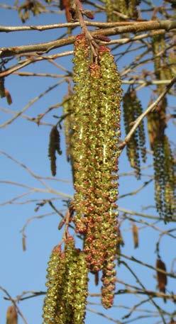 Betulaceae incana Pendula Schilderachtige treurvorm van de soort, met breed overhangende takken. Hoogte 6-8 m. Fraaie parkboom. Weinig gekweekt. rubra Rode els (syn.