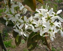 Rosaceae laevis Snowflakes Amerikaanse selectie uit 1991. Bloeit net iets vroeger dan lamarckii. Bloeit massaal met witte bloemtrossen in de vroege lente. De bloemen zijn groter dan de soort.