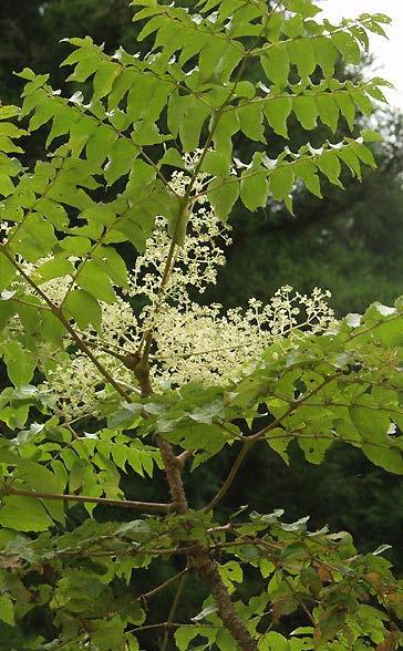 De roomwitte bloempluimen verschijnen in juli en blijven tot eind september. Lokt veel bijen. De vruchten zijn klein en zwart. Hij is goed winterhard. Maakt ondergrondse uitlopers.