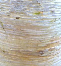 Door hun vorm en hoogte zijn zij goed op groenstroken en bermen te gebruiken en uiteraard ook als parkboom. albosinensis (syn. Betula albosinensis var. septentrionalis) Hoogte in West-Europa 15-20 m.