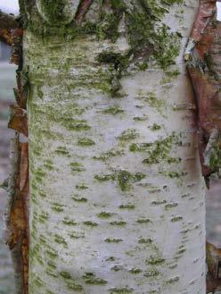 BETULA fam. Betulaceae lenta subsp. uber (syn. Betula uber) Vrij onbekende gebergte-boom uit oostelijk Noord-Amerika. Een kleine boom, 6-8 meter hoog, met donkere schors en cirkelvormige blad.