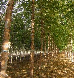 Opvallende gele herfstverkleuring. Prachtige parkboom, groeit op iedere grondsoort en kan goed tegen vocht en droogte. Decoratieve solitairboom in groepen op brede groenstroken.