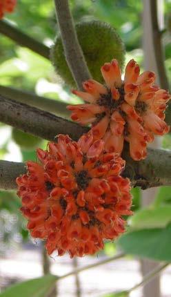 BROUSSONETIA fam. Moraceae Papiermoerbei Een geslacht met 7 soorten, afkomstig uit Oost-Azië. De schors bevat veel vezels.