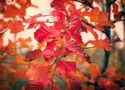 Qua habitus en gebruik zoals de soort. Heeft een spectaculaire herfstverkleuring beginnend eind september, begin oktober.