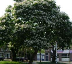 sativa Tamme kastanje Herkomst Zuidoost-Europa. Opgaande boom met zeer brede kroon, tot 30 m hoog.