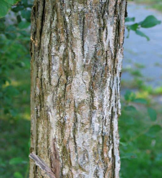 De zoete geur die wordt verspreid, heeft veel weg van vers gebakken koekjes. In Duitsland heet onze hartjesboom danook Kuchenbaum. Cercis is een klein geslacht, een 10-tal soorten zijn gekend.