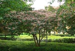 CLERODENDRON Kansenboom of Pindakaasboom Dit geslacht telt een 150-tal soorten. Linnaeus benoemde Clerodendron in 1753.