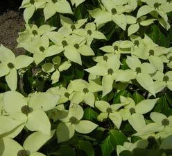 Blad groot, 8-16 cm, glanzend donkergroen aan de bovenzijde, onderzijde fraai blauwgroen. Bloeit eind juni met talrijke, op de twijgen opstaande witte tot crémewitte, vlakke bloemschermen tot 10 cm.
