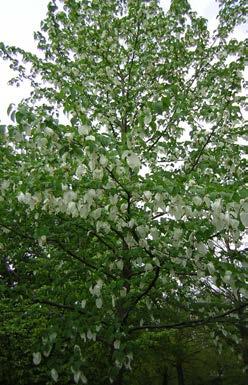 DAVIDIA fam. Cornaceae Vaantjesboom De Franse jezuiet Père David ontdekte de boom in 1869 in China. Het geslacht Davidia is naar hem vernoemd.