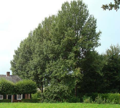 Laanboomkwekerijen die zware maten kweken, hebben door de ruime plantafstanden veel grond nodig.