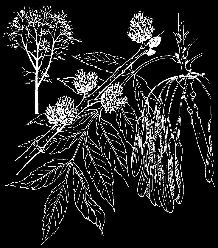 Oleaceae Es Het geslacht Fraxinus telt een 50-tal soorten. Het zijn bomen die, over het algemeen, goed wind verdragen met uitzondering van zeewind.