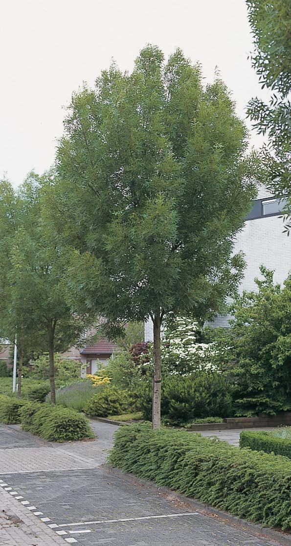 microcarpa In de jeugd opgaand, later breder uitgaand tot een forse, gesloten en breedeivormige kroon, maar smaller dan de soort. Hoogte tot 15 m. Donkergroen blad. Blad oneven geveerd, 5-7 blaadjes.