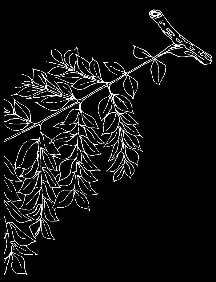 Halesia tetraptera) Herkomst zuidoosten van Noord-Amerika. Meestal een zeer grote struik, laat zich echter ook als kleine boom op korte stam opkweken. Hoogte dan 6-10 m.