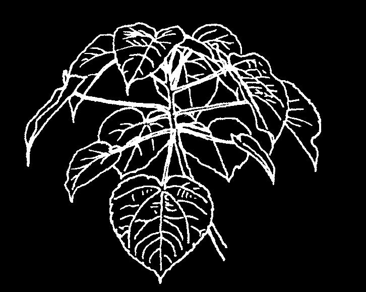 Zeer bestendig tegen luchtverontreiniging. aquifolium Alaska I Duitse selectie van Nissen uit Wuppertal, 1960. Smaller en compacter groeiend dan de soort. Hoogte 4-5 m, breedte 2-3 m. Goed winterhard.