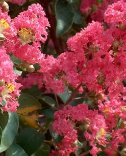 Bloeiwijze grote roze tot donkerrode bloemen in pluimen, met contrasterende gele meeldraden. Gladde karakteristieke roodbruine bast. Kleine rond ovale donkergroene blaadjes.