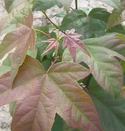 LIQUIDAMBAR fam. Altingiaceae Amberboom Het geslacht Liquidambar omvat 4 soorten: styraciflua uit Noord- Amerika en acalycina, formosana en orientalis uit Oost- en Zuidwest Azië.