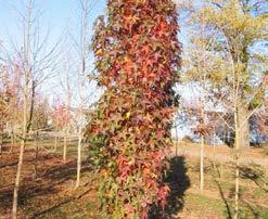 Onder optimale omstandigheden ook laanboom op groenbermen. styraciflua Happydaze (syn. Liquidambar styraciflua Hapdell ) De habitus is gelijk aan de soort. Groene bloemen. Vruchtloze selectie.