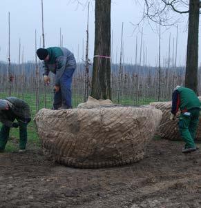 chinensis Chinese tulpenboom Snelgroeiende boom tot 15 meter hoog uit midden-china.