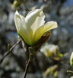 Is nauw verwant aan Liriodendron en zijn de enige twee die tot de familie van de Magnoliaceae behoren. acuminata Beverboom Boom met brede, losse kroon tot 30 meter hoog. Bladeren tamelijk groot.