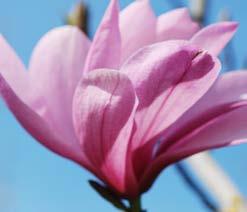 Geeft al bloemen op vroege leeftijd. Gebruik als solitair. x brooklynensis Black Beauty (Magnolia lilliflora x Magnolia cuminata) Brooklyn Botanic Garden, New York, VS.