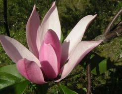 Sterk vertakte, kleine boom of forse struik met stervormige, kleine, witte bloemen, waarvan de buitenste bloembladeren een forse roze streep hebben, in knop donkerroze.