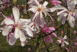 De bloei geschiedt in maart-april voor de bladontwikkeling met alleenstaande witte bloemen die wijd openstaan met vele smalle kroonbladeren.