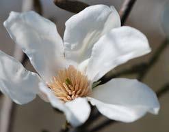 De boom is zeer winterhard, alleen de ontluikende bloemknoppen en bloemen kunnen last hebben van late nachtvorst. De Magnolia kobus kondigt de lente aan.
