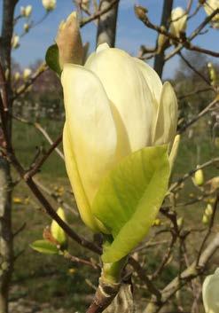 stellata Stermagnolia Grote struik van ongeveer 3 m hoog. Trager groeier. Blad smal-elliptisch. Blad en bloemknoppen wollig behaard. Bloemen helder wit. Bloemblaadjes smal en stervormig uitstaand.