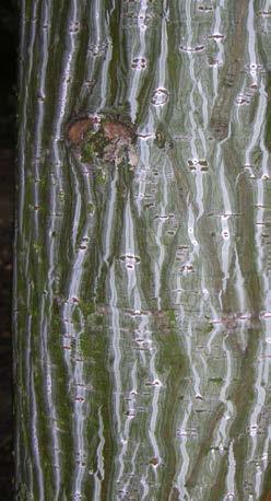 Kleine boom of solitaire grote struik van 5-8 m. Vaasvormige groeiwijze met opvallende grijswit gestreepte bast. Zeer decoratief. Vooral op jonge leeftijd is de grijswitte bast zichtbaar.