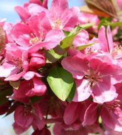 Bloemen in knop koraalrood, in volle bloei dubbelbloemig roze, 5 cm. Vruchten 12-13 mm, bronskleurig. Over het algemeen zeer ziekteresistent. Winterhard.
