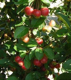 Hopa Goed groeiende, stevige boom tot 4-5 m hoog, met breed spreidende takken. Bloemen enkel, donker lilaroze tot licht lilarood, 30-35 mm. Vroegbloeiend. Vrucht helder rood, 18-20 mm.