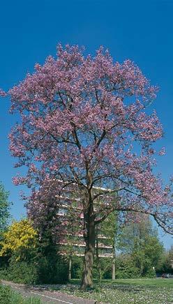 Paulownia imperialis) Herkomst China. Tamelijk snel groeiende boom, 10-15 m hoog, met brede, ronde, vrij open kroon en dikke, uitstaande takken.