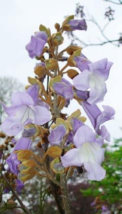 Bloeit in april-mei in 30 cm hoge, opstaande, piramidale trossen met trompet- tot klokvormige bloemen, violetblauw met gele strepen.