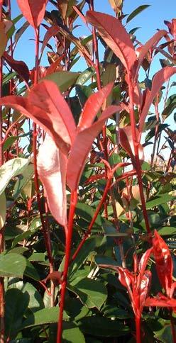 PHELLODENRON fam. Rutaceae Kurkboom Een geslacht met slechts twee soorten: Phellodendron amurense en Phellodendron chinensis.