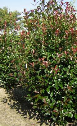 Phellodendron chinensis heeft zeer korte stelen aan de vruchten en Phellodendron amurense zeer lange waardoor de vruchtdoosjes meer verspreid hangen.