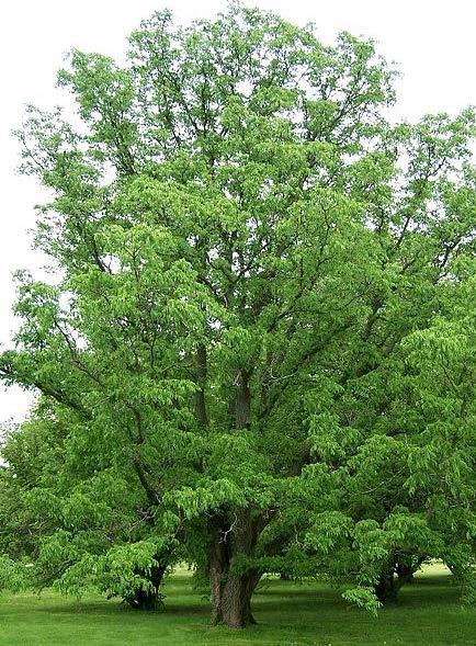 Eventuele vorstschade van twijgen herstelt zich snel. Jonge twijgen zijn geelbruin. var. lavallei Middelgrote boom, 7-10 m hoog.