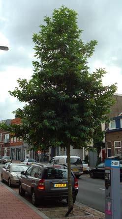 Verkleurt van geel naar bruin in de herfst. Geeft weinig vruchten. Groeit op alle gronden. Laanboom voor brede lanen en pleinen. fam. Platanaceae x hispanica Latifolia Habitus als soort.